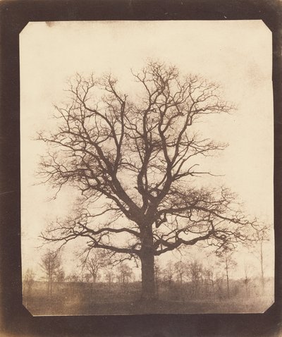 An Oak Tree in Winter by William Henry Fox Talbot